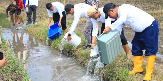 Program Ketahanan Pangan Berlanjut, Komoditas di Lahan SAE Pakis Lapas Banyuwangi Semakin Beragam
