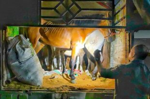 Karantina Jatim Gagalkan Pengiriman Enam Kuda Pacu Ilegal di Pelabuhan Tanjung Wangi