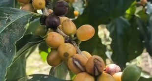 Banyuwangi Punya “Emas Hijau”: Kopi Langka Yellow Caturra dan Yellow Bourbon dari Lereng Gunung Raung