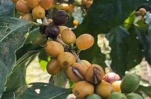 Banyuwangi Punya “Emas Hijau”: Kopi Langka Yellow Caturra dan Yellow Bourbon dari Lereng Gunung Raung