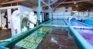 Koral Hias Budidaya Banyuwangi Tembus Pasar Tiga Benua