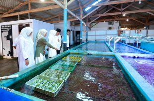 Koral Hias Budidaya Banyuwangi Tembus Pasar Tiga Benua