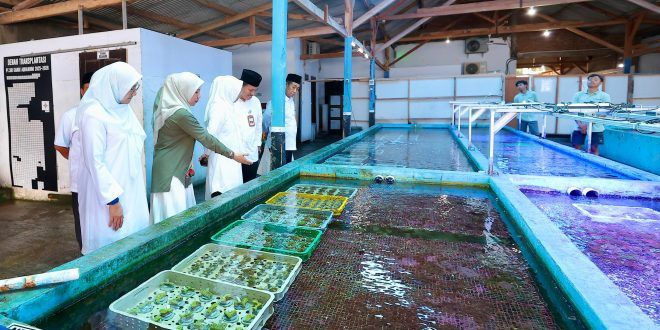 Koral Hias Budidaya Banyuwangi Tembus Pasar Tiga Benua
