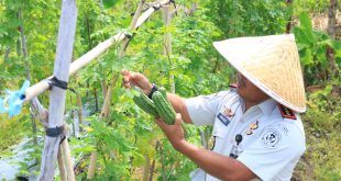 Lapas Banyuwangi Panen Raya Semangka Kedua, Bukti Keberlanjutan Program Kemandirian Warga Binaan