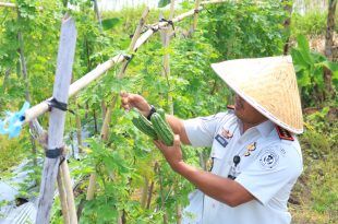 Lapas Banyuwangi Panen Raya Semangka Kedua, Bukti Keberlanjutan Program Kemandirian Warga Binaan