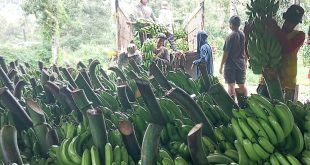 Pisang Cavendish Banyuwangi Tempus Pasar Papua Serap Puluhan Tenaga Pekerja