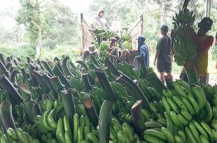 Pisang Cavendish Banyuwangi Tempus Pasar Papua Serap Puluhan Tenaga Pekerja