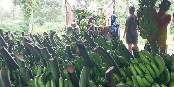 Pisang Cavendish Banyuwangi Tempus Pasar Papua Serap Puluhan Tenaga Pekerja