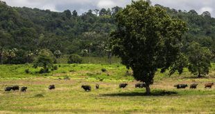 Taman Nasional Alas Purwo Tutup Dua Hari Saat Idulfitri 1447 H