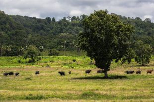Taman Nasional Alas Purwo Tutup Dua Hari Saat Idulfitri 1447 H