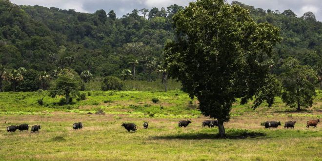 Taman Nasional Alas Purwo Tutup Dua Hari Saat Idulfitri 1447 H