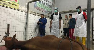 Proses pemotongan hewan di RPH yang dimiliki oleh Dinas Pertanian dan Pangan Kabupaten Banyuwangi. (Foto. Pemkab)