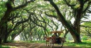 Delman di Destinasi Wisata De-Djawatan Benculuk, Cluring yang sempat dikeluhkan wisatawan. (Foto. Istimewa)