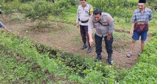 Polisi melakukan olah TKP di lokasi penemuan korban meninggal di Kebun Jeruk di Wilayah Dusun Jalen 1, Desa Setail, Kecamatan Genteng. (Foto. Istimewa)