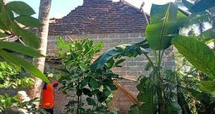 Pohon tumbang sebabkan kerusakan rumah warga di Dusun Terongan, Desa Kebunrejo Kecamatan Kalibaru. (Foto. Moh. Soleh)