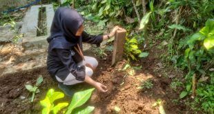 Makam korban pembunuhan siswi MI yang ada di Desa Kalibaru Manis, Kecamatan Kalibaru. (Foto. Rendra Prasetyo)