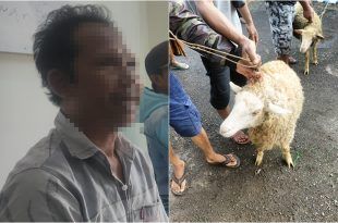 Pelaku terduga pencuri kambing milik tetangganya yang ada di Desa Banyuanyar, Kecamatan Kalibaru. (Foto. Istimewa)