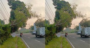 Sebuah pohon yang berada di tepi Jalan Raya Desa Kedayunan, Kecamatan Kabat. (Foto. Rofiq Maulana)