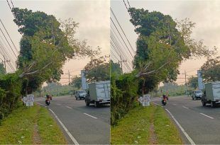 Sebuah pohon yang berada di tepi Jalan Raya Desa Kedayunan, Kecamatan Kabat. (Foto. Rofiq Maulana)