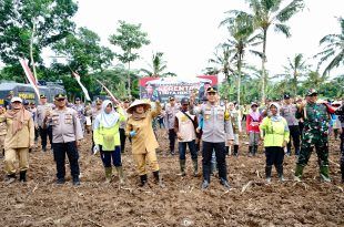 Bupati Banyuwangi, Ipuk Fiestiandani saat hadir di program nasional penanaman jagung serentak 1 juta hektar di Kecamatan Glenmore. (Foto. Istimewa)