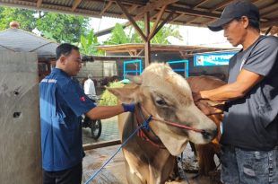 Pemerintah Kabupaten Banyuwangi terus berupaya menekan penyebaran Penyakit Mulut dan Kuku di Banyuwangi. (Foto. Istimewa)