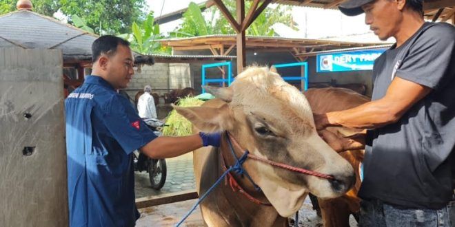 Pemerintah Kabupaten Banyuwangi terus berupaya menekan penyebaran Penyakit Mulut dan Kuku di Banyuwangi. (Foto. Istimewa)