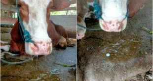 Penyakit mulut dan kuku (PMK), yang juga dikenal sebagai Foot and Mouth Disease (FMD) atau Apthae Epizootica pada ternak. (Foto. Istimewa)