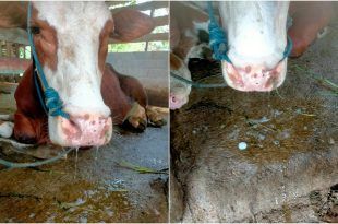 Penyakit mulut dan kuku (PMK), yang juga dikenal sebagai Foot and Mouth Disease (FMD) atau Apthae Epizootica pada ternak. (Foto. Istimewa)