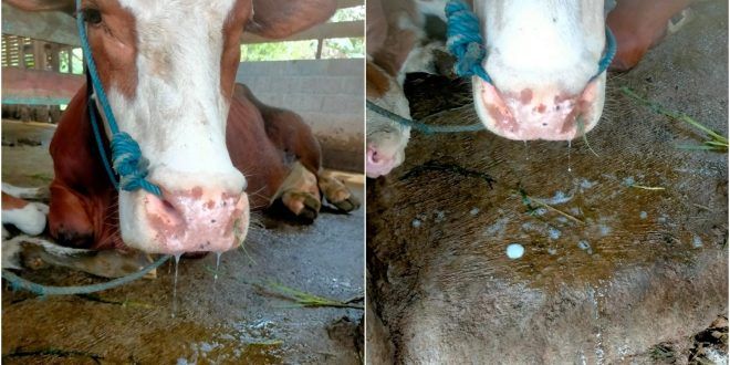 Penyakit mulut dan kuku (PMK), yang juga dikenal sebagai Foot and Mouth Disease (FMD) atau Apthae Epizootica pada ternak. (Foto. Istimewa)