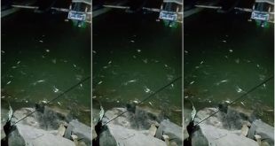 Fenomena alam unik kembali terjadi di Tempat Pelelangan Ikan (TPI) Pantai Grajagan, Kecamatan Purwoharjo saat ikan lemuru naik ke daratan. (Foto. Istimewa)