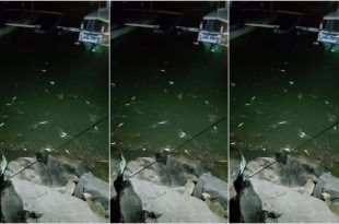 Fenomena alam unik kembali terjadi di Tempat Pelelangan Ikan (TPI) Pantai Grajagan, Kecamatan Purwoharjo saat ikan lemuru naik ke daratan. (Foto. Istimewa)