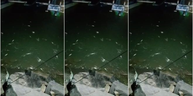 Fenomena alam unik kembali terjadi di Tempat Pelelangan Ikan (TPI) Pantai Grajagan, Kecamatan Purwoharjo saat ikan lemuru naik ke daratan. (Foto. Istimewa)