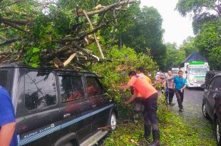 Pohon tumbang yang mengenai pengendara mobil di sekitaran Sasak Tambong, Desa Pakistaji Kecamatan Kabat. (Foto. Istimewa)