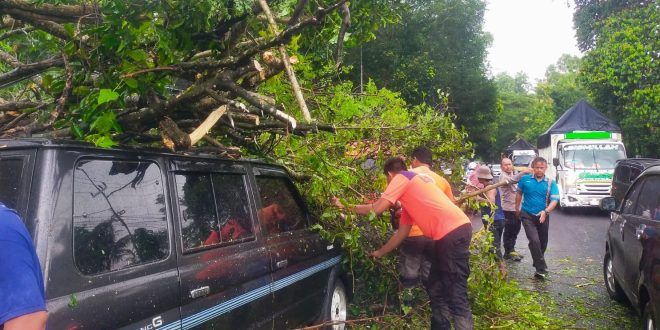 Pohon tumbang yang mengenai pengendara mobil di sekitaran Sasak Tambong, Desa Pakistaji Kecamatan Kabat. (Foto. Istimewa)