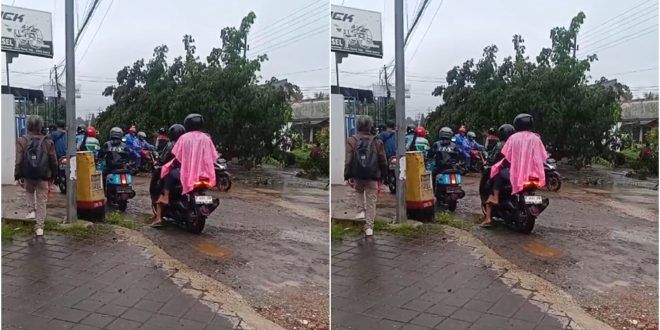 Laporan pohon tumbang yang terjadi di Jalan Raya Genteng, tepatnya di Dusun Jalen I, Desa Setail, sisi timur Hotel Mahkota Genteng. (Foto. Andri Idris For RBT)