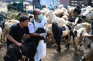 Petugas Dinas Pertanian (Dispertan) Banyuwangi menggencarkan pemeriksaan kesehatan hewan kurban jelang idul adha. (Foto. Humas Pemkab Banyuwangi)