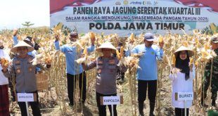 Panen Jagung Serentak di Banyuwangi, Bulog Catat Sejarah Serap Hasil Produksi Lokal