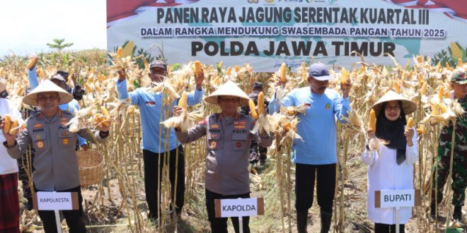 Panen Jagung Serentak di Banyuwangi, Bulog Catat Sejarah Serap Hasil Produksi Lokal