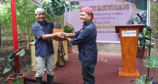 PTPN I Regional 5 Tanam 443 Ribu Pohon Kopi Arabika di Java Coffee Estate Bondowoso