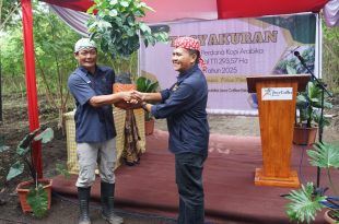 PTPN I Regional 5 Tanam 443 Ribu Pohon Kopi Arabika di Java Coffee Estate Bondowoso