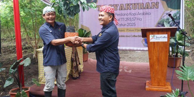 PTPN I Regional 5 Tanam 443 Ribu Pohon Kopi Arabika di Java Coffee Estate Bondowoso