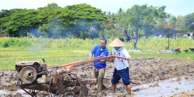 Beri Contoh Teladan Kalapas Banyuwangi Terjun Langsung Dalam Pembajakan Sawah di Lahan SAE