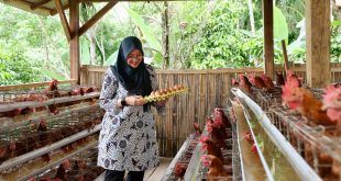 Ketahanan Pangan Desa Berbasis Gotong Royong di Banyuwangi Sukses Kelola Peternakan Sosial