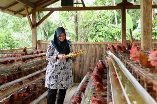 Ketahanan Pangan Desa Berbasis Gotong Royong di Banyuwangi Sukses Kelola Peternakan Sosial