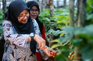 Bupati Dorong Warga Kelola "Ijen Golden Route" Melalui Program Bunga Desa
