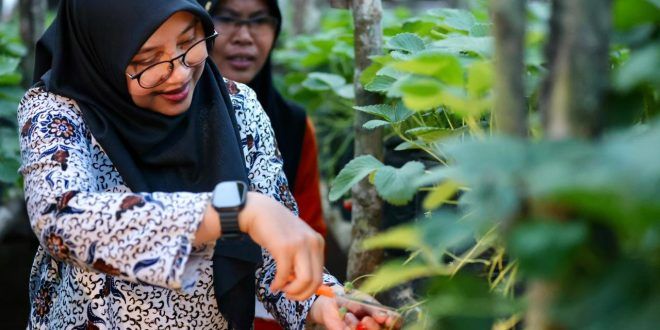 Bupati Dorong Warga Kelola "Ijen Golden Route" Melalui Program Bunga Desa